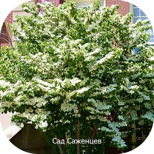Саженцы Калины Каскад > описание, цена