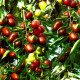 Саженцы Зизифуса в Ачинске — гарантия качества!