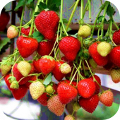 Клубника "Моллинг Аллюр" 